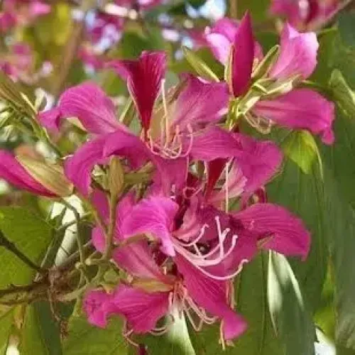 மந்தாரை Purple Orchid Tree (purple-orchid-tree)
