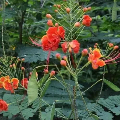 மயில்கொன்றை Gulmohar (gulmohar)