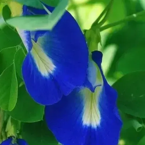 சங்கு பூ ஊதா|Butterfly pea (Blue) (butterfly-pea-blue)