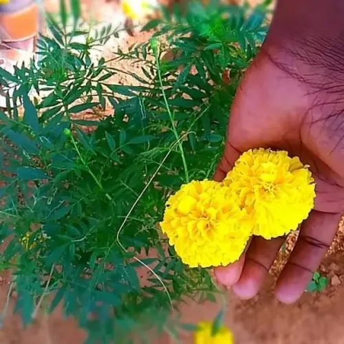 செண்டுமல்லி பூ Marigold Yellow (marigold-yellow)