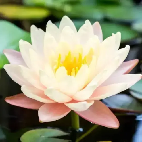 தாமரை Lotus Pink (lotus-pink)