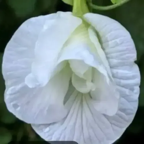 வெள்ளை அடுக்கு சங்கு பூ | Butterfly Pea (White Double Petal) | Aparajita (butterfly-pea-white-double-petal-aparajita)