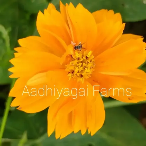•காஸ்மோஸ் பூ மஞ்சள் Cosmos Yellow Flower (cosmos-yellow-flower)