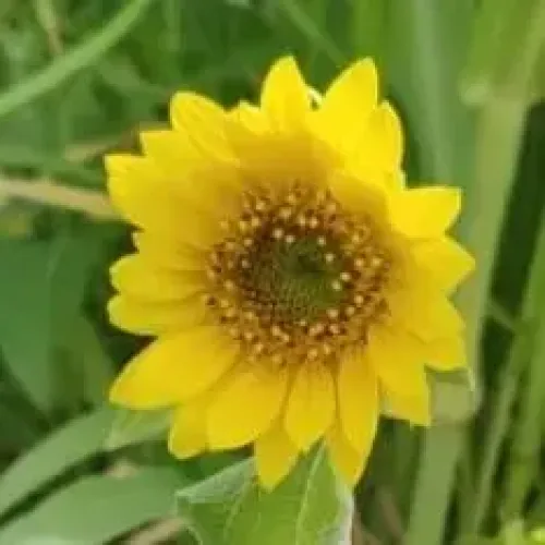 சூரியகாந்தி Sunflower (sunflower)