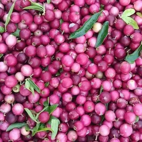 அலிஞ்சில் பழ மரம் Alangil Tree (alangil-tree)