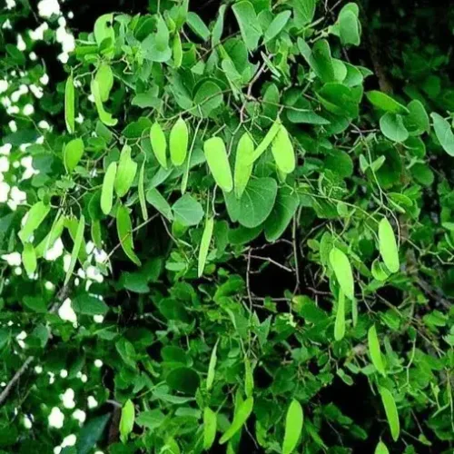 ஆச்சா Hardwickia Binata (hardwickia-binata)