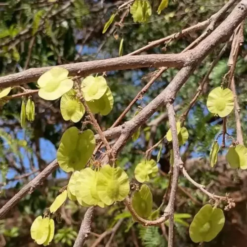 ஆவிமரம் Careya Arborea (careya-arborea)