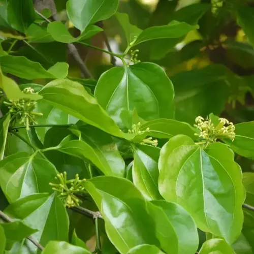 எட்டி மரம் Poison Nut Tree (poison-nut-tree)