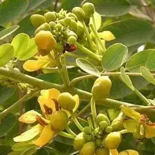 கருங்கொன்றை (product-1788949818-2)
