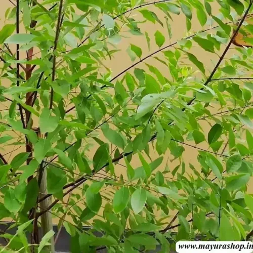 சந்தனம் Sandalwood Tree (sandalwood-tree)