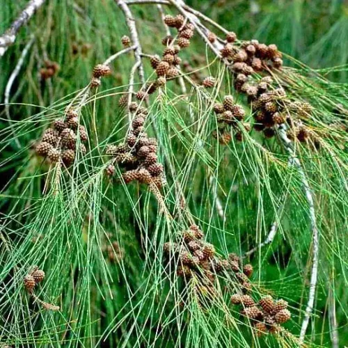 சவுக்கு மரம் |silver oak tree (silver-oak-tree)