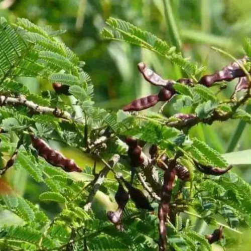 சீயக்காய் acacia concinna (acacia-concinna)