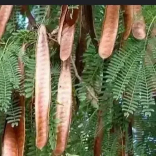 சுபாபுல் Subabul (subabul)