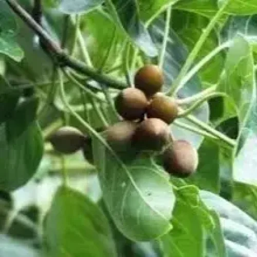 தான்றிக்காய் Baheda Tree (baheda-tree)