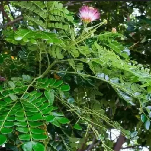 தூங்குமூஞ்சி Rain Tree (rain-tree)