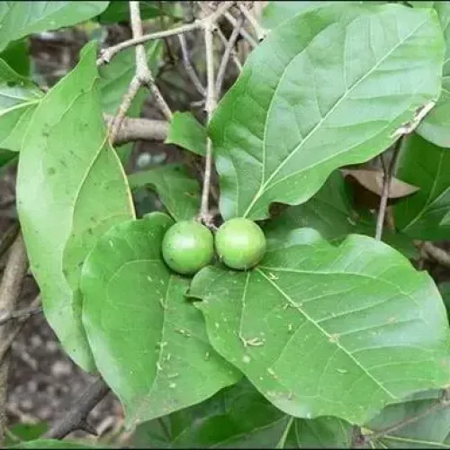 தேத்தான்கொட்டை Clearing nut Tree (clearing-nut-tree)