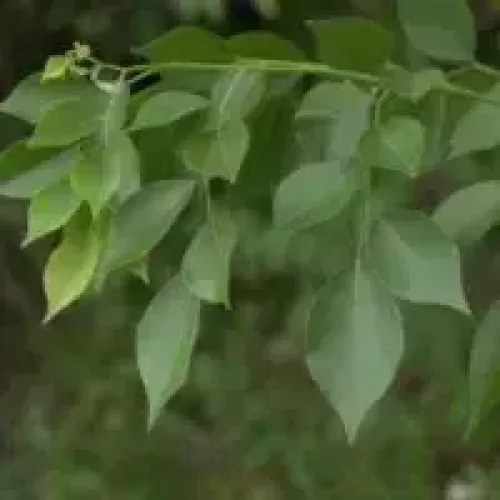 தோதகத்தி Indian Rose Wood (indian-rose-wood)
