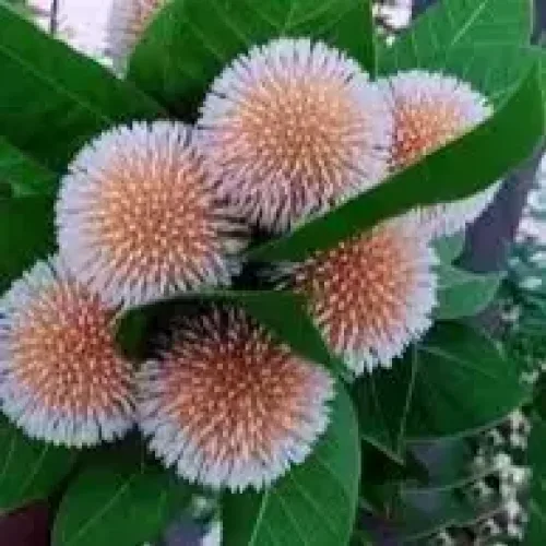 நீர் கடம்பு (product-1788949820-2)