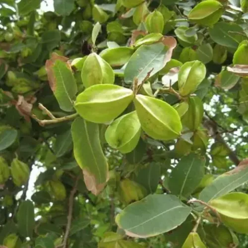 நீர்மருது Arjun Tree (arjun-tree)