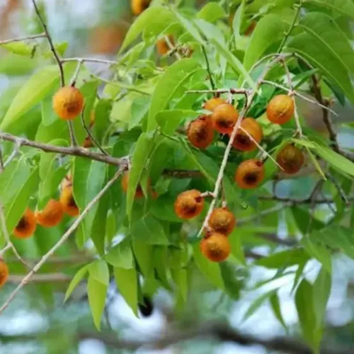 பூந்திக்கொட்டை Soapnut tree (soapnut-tree)