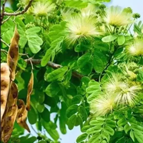 வாகை Siris (siris)