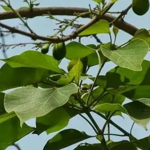 குமிழ் Gamhar (gamhar)