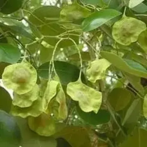 செம்மரம் Red sandal tree (red-sandal-tree)