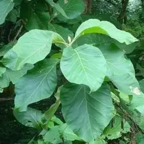 தேக்கு Teak (teak)