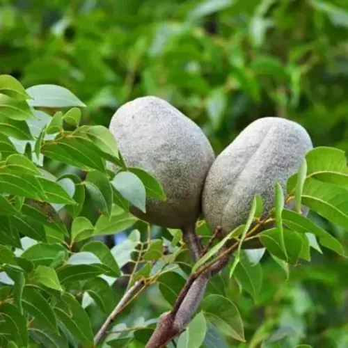 மகோகனி Mohogany (mohogany)