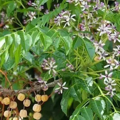 மலைவேம்பு Malabar Neem (malabar-neem)