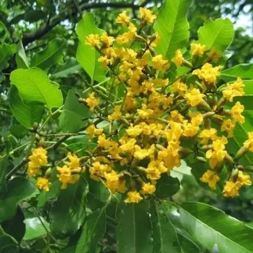 வேங்கை Indian Kino Tree (indian-kino-tree)
