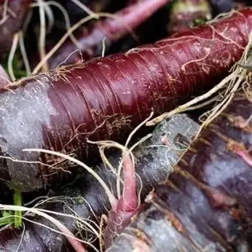 ஊதா கேரட் - Purple Colour (carrot-purple-colour)