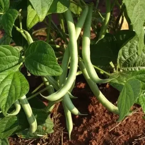 செடி பீன்ஸ் Beans Bush (beans-bush)