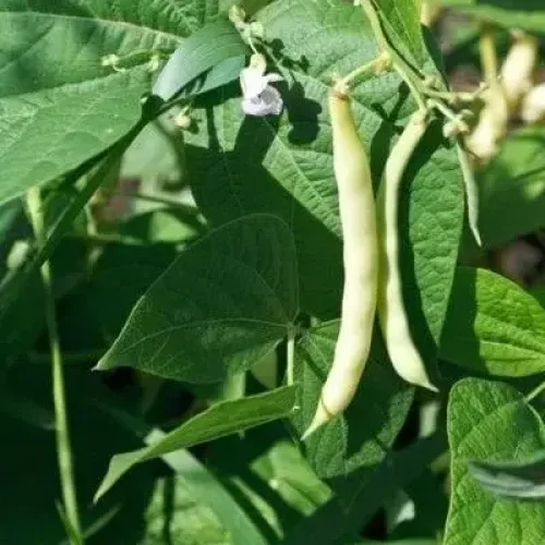 பட்டர் பீன்ஸ் Butter Beans (butter-beans)