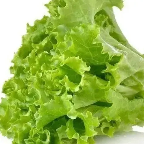 லெட்யூஸ் -பச்சை Lettuce Green (lettuce-green)