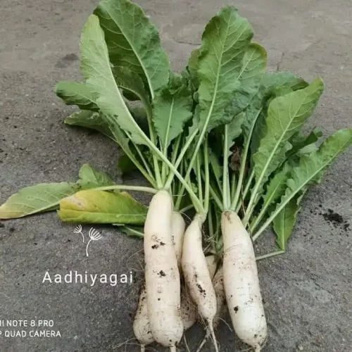 வெள்ளை முள்ளங்கி Radish white (radish-white)