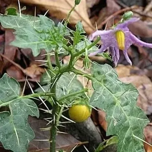 கண்டங்கத்தரி Solanum Surattense (solanum-surattense)