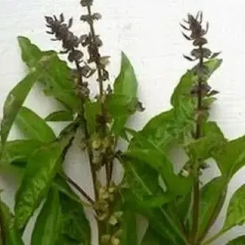திருநீற்றுப்பச்சிலை Basil (basil)