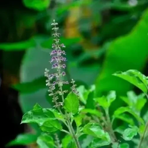 துளசி | Tulsi | Holy Basil (tulsi-holy-basil)