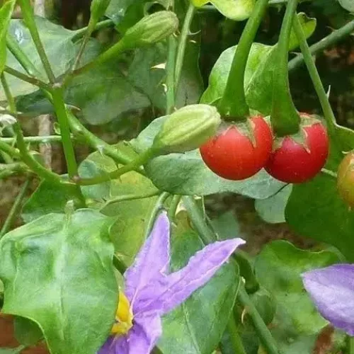 தூதுவளை Solanum Trilobatum (solanum-trilobatum)