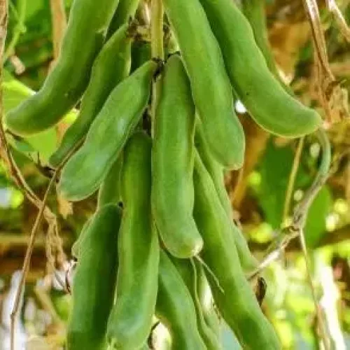 பூனைக்காலி கருப்பு Velvet Beans Black (velvet-beans-black)