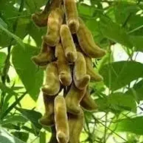 பூனைக்காலி வெள்ளை Velvet Beans White (velvet-beans-white)