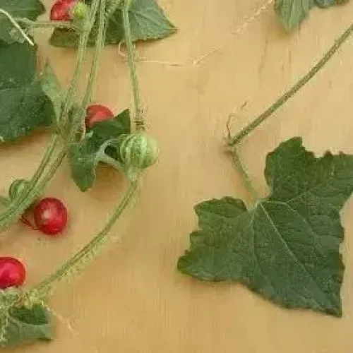 முசுமுசுக்கை mukia maderaspatana (mukia-maderaspatana)