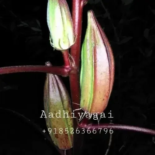 2 வண்ண பருமன் வெண்டை Double Colour Okra (2-double-colour-okra)