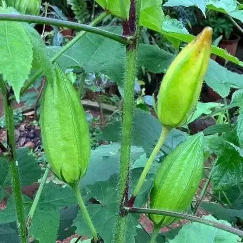கஸ்தூரி வெண்டை | kasturi okra (kasturi-okra)