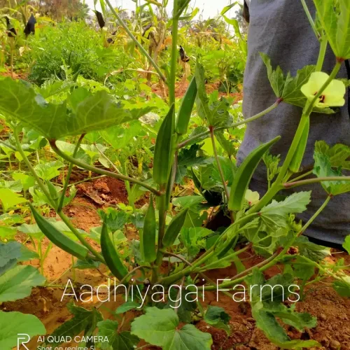 கொத்து வெண்டை Cluster Okra (cluster-okra)