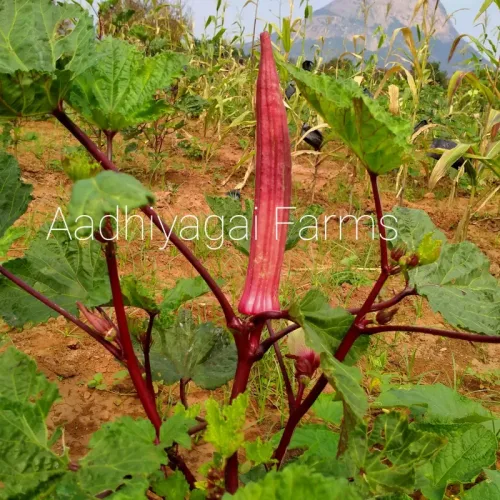 சிவப்பு வெண்டை Okra Red Long (okra-red-long)
