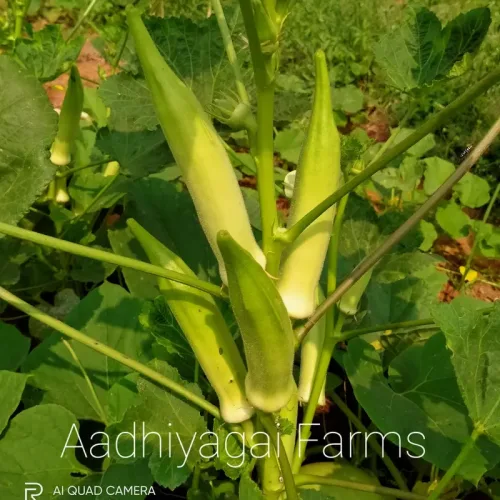 பச்சை உருட்டு வெண்டைGreen Round Okra (green-round-okra)