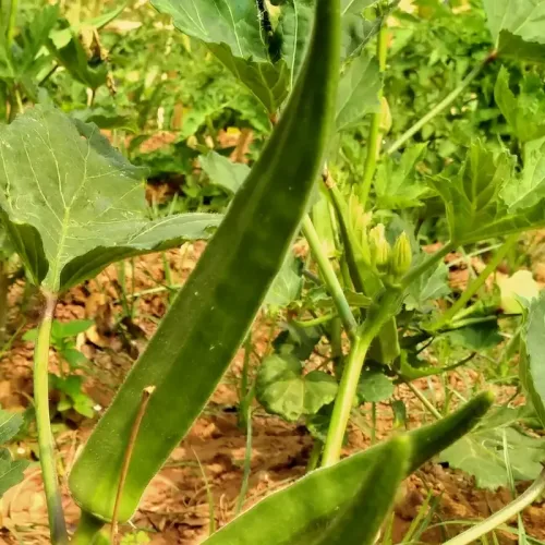 பச்சை வெண்டை Okra Green (okra-green)
