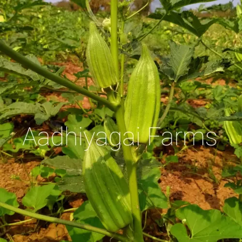 பருமன் வெண்டை Short Star Okra (short-star-okra)